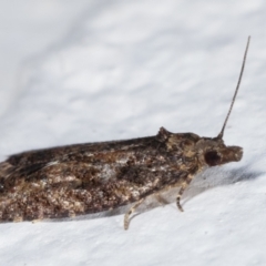 Thrincophora impletana at Melba, ACT - 10 Mar 2021 09:24 PM