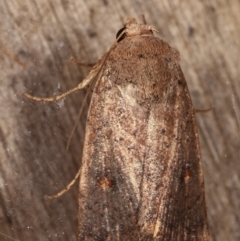 Proteuxoa porphyrescens (Red Noctuid) at Melba, ACT - 10 Mar 2021 by kasiaaus