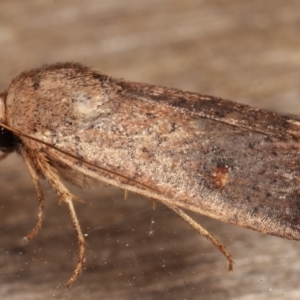 Proteuxoa porphyrescens at Melba, ACT - 10 Mar 2021