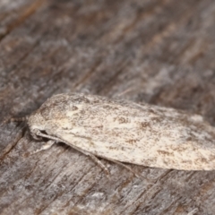 Agriophara (genus) (A Flat-bodied moth (Stenomatinae, Depressariidae)) at Melba, ACT - 10 Mar 2021 by kasiaaus