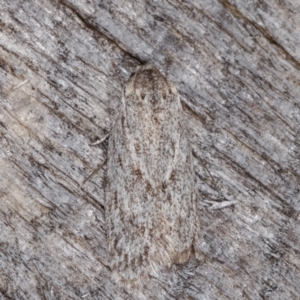 Agriophara (genus) at Melba, ACT - 10 Mar 2021