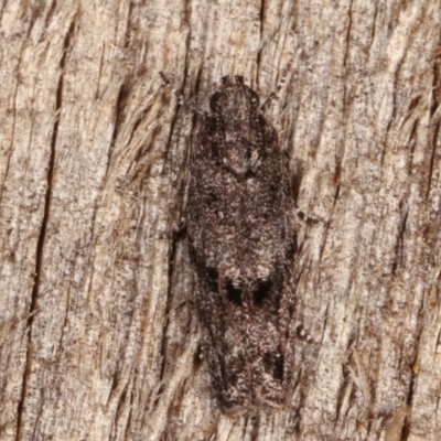 Ardozyga loxodesma (A Gelechioid moth) at Melba, ACT - 10 Mar 2021 by kasiaaus