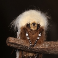 Oenosandra boisduvalii (Boisduval's Autumn Moth) at Melba, ACT - 11 Mar 2021 by kasiaaus