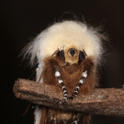 Oenosandra boisduvalii (Boisduval's Autumn Moth) at Melba, ACT - 11 Mar 2021 by kasiaaus