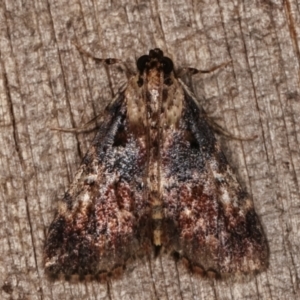 Orthaga thyrisalis at Melba, ACT - 11 Mar 2021 12:09 AM