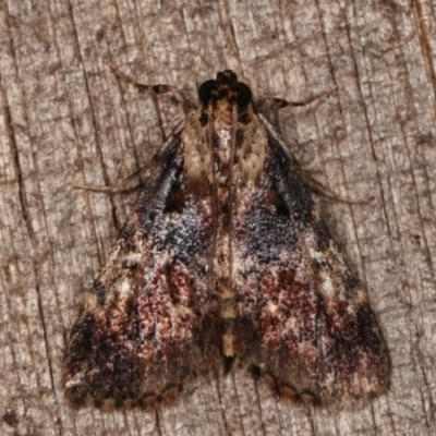 Orthaga thyrisalis (Teatree Web Moth) at Melba, ACT - 10 Mar 2021 by kasiaaus