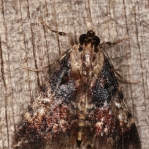 Orthaga thyrisalis at Melba, ACT - 11 Mar 2021 12:09 AM