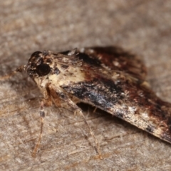 Orthaga thyrisalis at Melba, ACT - 11 Mar 2021 12:09 AM