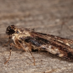 Orthaga thyrisalis at Melba, ACT - 11 Mar 2021 12:09 AM