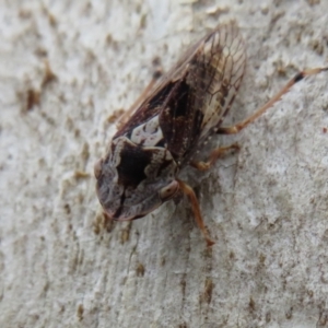 Stenocotis depressa at Point 4997 - 20 Mar 2021 02:58 PM