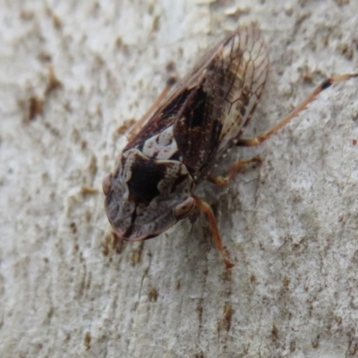 Stenocotis depressa (Leafhopper) at Point 4997 - 20 Mar 2021 by Christine