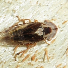 Stenocotis depressa at Point 4997 - 20 Mar 2021