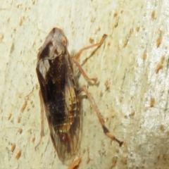 Stenocotis depressa at Point 4997 - 20 Mar 2021 02:58 PM