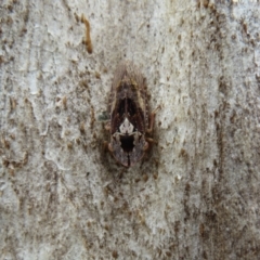 Stenocotis depressa at Point 4997 - 20 Mar 2021 02:58 PM