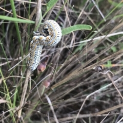 Lepidoptera unclassified IMMATURE (caterpillar or pupa or cocoon) at Jerrabomberra, ACT - 17 Mar 2021 by StephenMahony