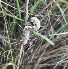 Lepidoptera unclassified IMMATURE at Jerrabomberra, ACT - 17 Mar 2021