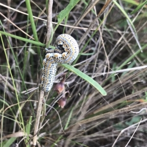 Lepidoptera unclassified IMMATURE at Jerrabomberra, ACT - 17 Mar 2021