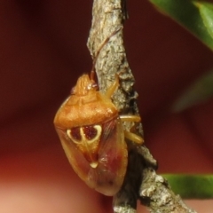 Eupolemus angularis (Acanthosomatid bug) at Downer, ACT - 20 Mar 2021 by Christine
