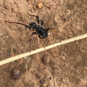 Zodariidae (family) at Hume, ACT - 17 Mar 2021 01:58 PM