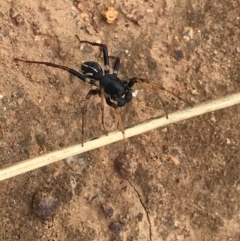 Zodariidae sp. (family) (Unidentified Ant spider or Spotted ground spider) at Jerrabomberra Grassland - 17 Mar 2021 by StephenMahony