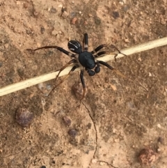 Zodariidae (family) at Hume, ACT - 17 Mar 2021 01:58 PM