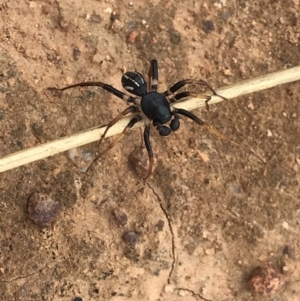 Zodariidae (family) at Hume, ACT - 17 Mar 2021 01:58 PM