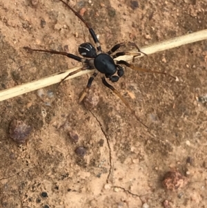 Zodariidae (family) at Hume, ACT - 17 Mar 2021 01:58 PM