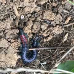 Scolopendra laeta (Giant Centipede) at Jerrabomberra Grassland - 17 Mar 2021 by StephenMahony