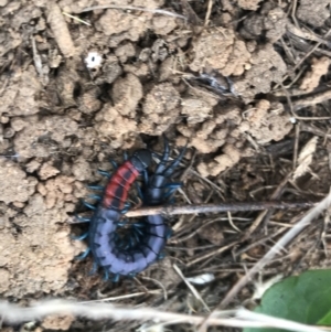 Scolopendra laeta at Hume, ACT - 17 Mar 2021 01:27 PM