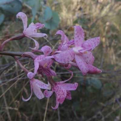 Dipodium roseum (Rosy Hyacinth Orchid) at Paddys River, ACT - 11 Feb 2021 by michaelb