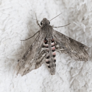 Agrius convolvuli at Higgins, ACT - 17 Mar 2021