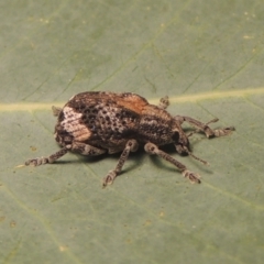 Oxyops fasciatus (A weevil) at Paddys River, ACT - 10 Jan 2021 by michaelb