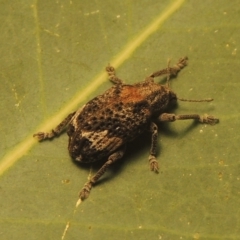 Oxyops fasciatus at Paddys River, ACT - 10 Jan 2021