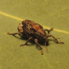 Oxyops fasciatus at Paddys River, ACT - 10 Jan 2021