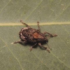 Oxyops fasciatus at Paddys River, ACT - 10 Jan 2021