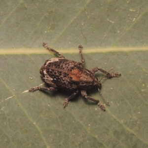 Oxyops fasciatus at Paddys River, ACT - 10 Jan 2021