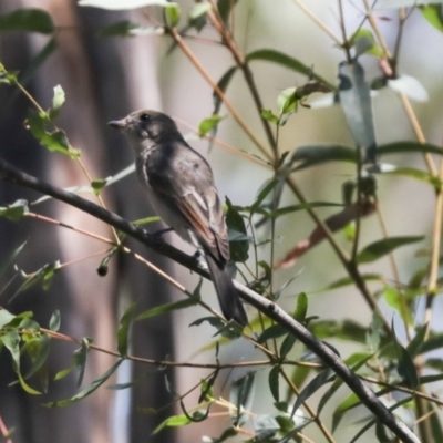 Pachycephala pectoralis (Golden Whistler) at Lake Ginninderra - 1 Mar 2021 by AlisonMilton