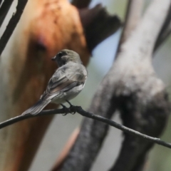 Pachycephala pectoralis at Belconnen, ACT - 1 Mar 2021