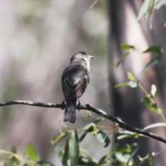 Pachycephala pectoralis at Belconnen, ACT - 1 Mar 2021