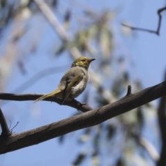 Ptilotula penicillata (White-plumed Honeyeater) at Lake Ginninderra - 1 Mar 2021 by AlisonMilton