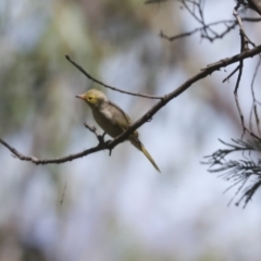 Ptilotula penicillata at Belconnen, ACT - 1 Mar 2021