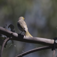 Ptilotula penicillata at Belconnen, ACT - 1 Mar 2021