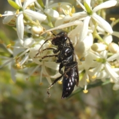 Crabroninae (subfamily) (Unidentified solitary wasp) at Conder, ACT - 11 Jan 2021 by michaelb