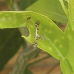 Sphenarches anisodactylus (Geranium Plume Moth) at Higgins, ACT - 21 Mar 2020 by AlisonMilton