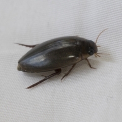 Dytiscidae sp. (family) (Unidentified diving beetle) at Higgins, ACT - 7 Feb 2021 by AlisonMilton
