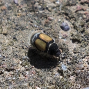 Liparetrus discipennis at Holt, ACT - 15 Mar 2021