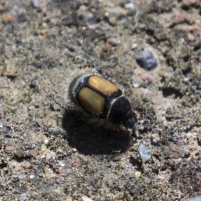 Liparetrus discipennis (A chafer beetle) at The Pinnacle - 15 Mar 2021 by AlisonMilton