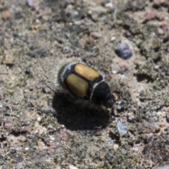 Liparetrus discipennis (A chafer beetle) at Holt, ACT - 15 Mar 2021 by AlisonMilton