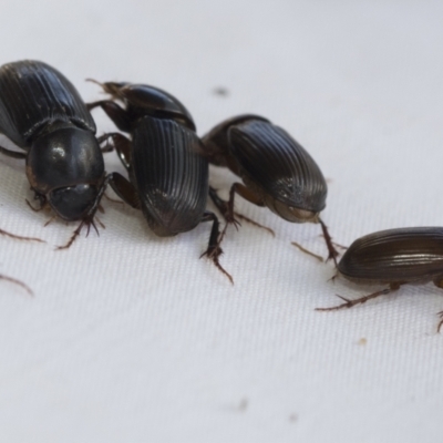 Acrossidius tasmaniae (Black-headed pasture cockchafer) at Higgins, ACT - 7 Feb 2021 by AlisonMilton