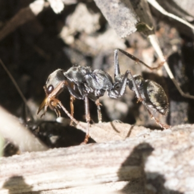 Myrmecia sp., pilosula-group (Jack jumper) at Cook, ACT - 28 Sep 2020 by AlisonMilton